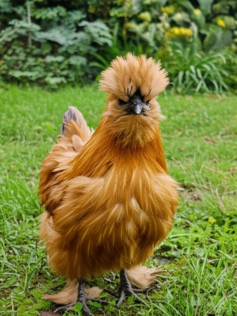 Venta de Gallinas de Raza en Ecuador